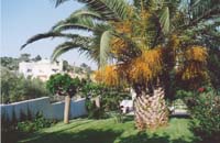 Beautiful palm in gardens at Swans-Nest